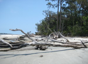 Jekyll Island - Driftwood Beach